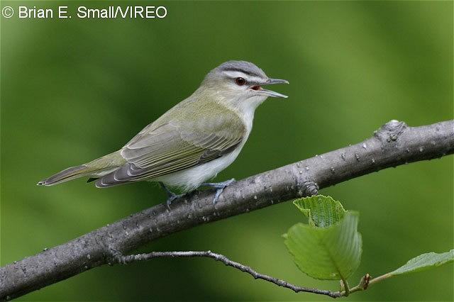 Red-eyed Vireo